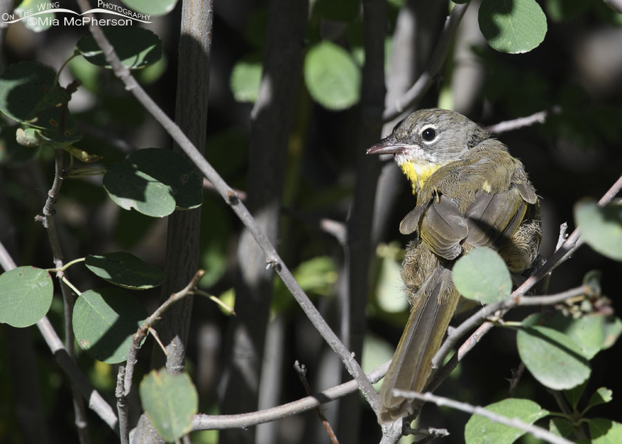 Young Yellow-breasted Chat in the Wasatch Mountains, Morgan County, Utah