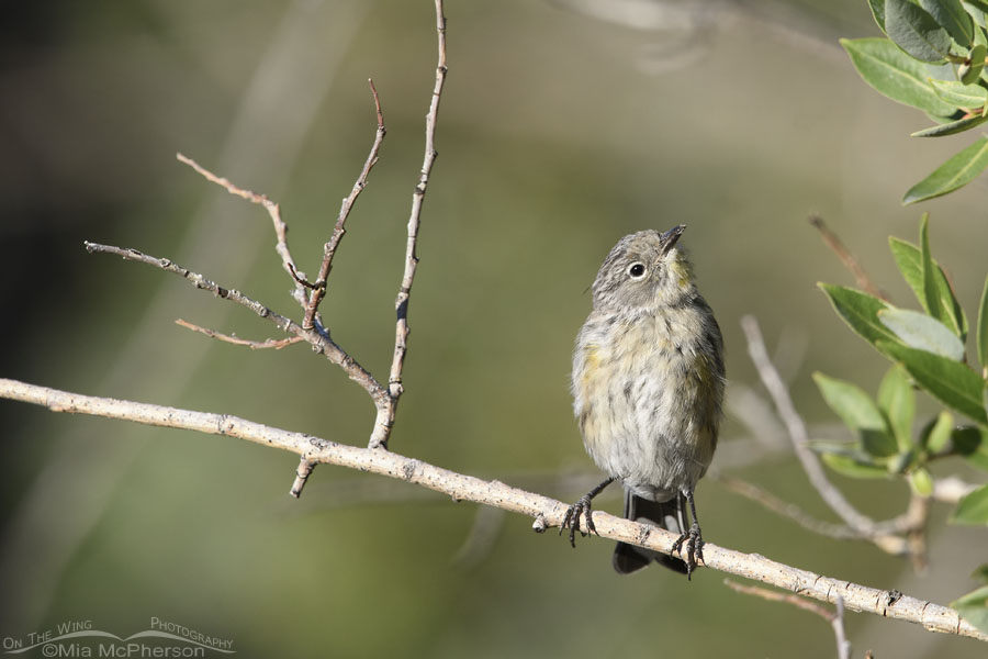 Young Yellow-rumped Warbler in a willow, West Desert, Tooele County, Utah