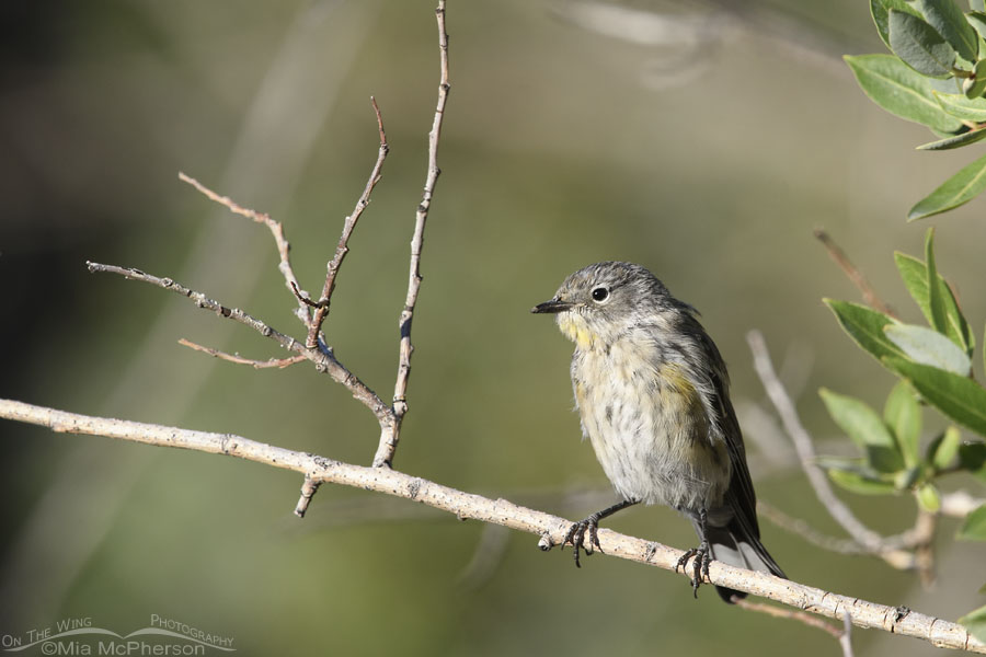 Scruffy young Yellow-rumped Warbler, West Desert, Tooele County, Utah