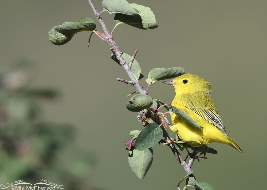 Male Yellow Warbler perched high in a serviceberry, Wasatch Mountains, Morgan County, Utah