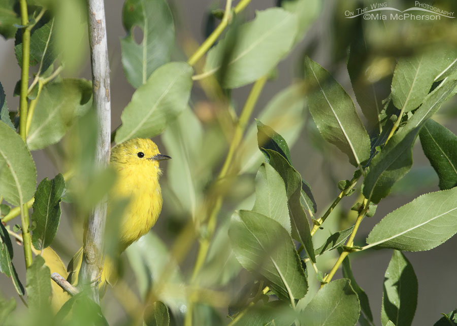 Male Yellow Warbler looking out from willow leaves, Wasatch Mountains, Morgan County, Utah