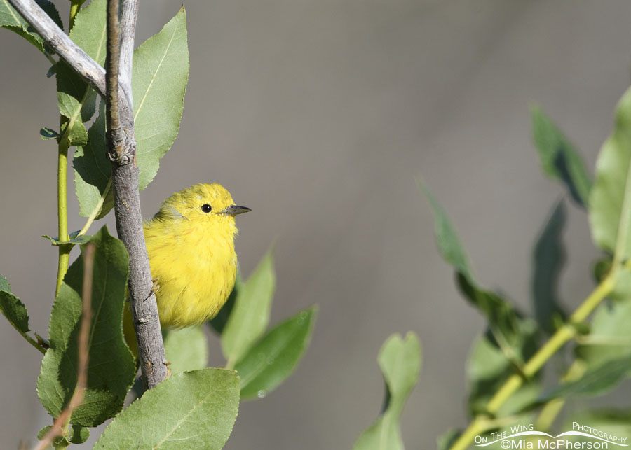Male Yellow Warbler and willow leaves, Wasatch Mountains, Morgan County, Utah