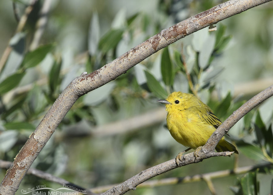 Male Yellow Warbler and willow branches, Wasatch Mountains, Morgan County, Utah