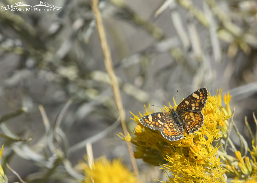 Camillus Crescent butterfly on rabbitbrush, West Desert, Tooele County, Utah