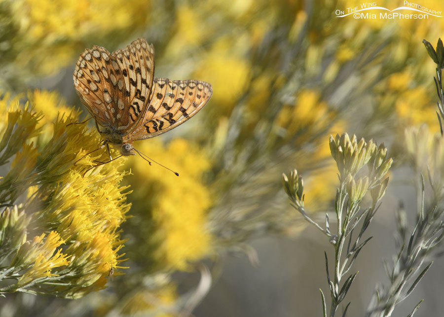 Mormon Fritillary butterfly on rabbitbrush, West Desert, Tooele County, Utah