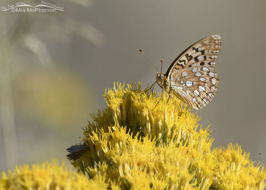 Mormon Fritillary Butterfly Images