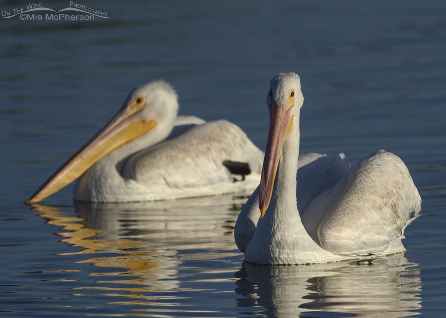 American White Pelican reflections, Farmington Bay WMA, Davis County, Utah