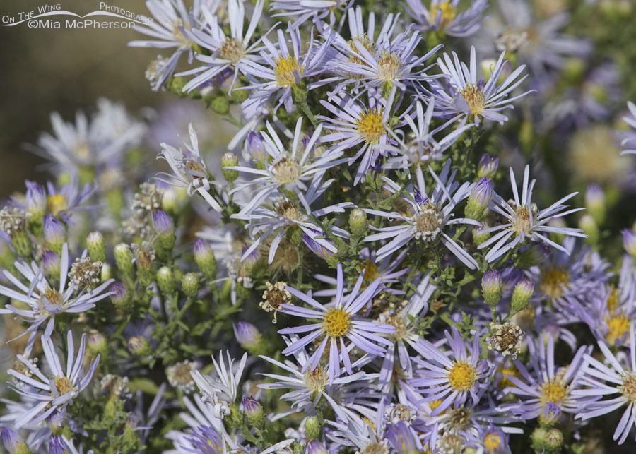 Summer asters in bloom, Farmington Bay WMA, Davis County, Utah