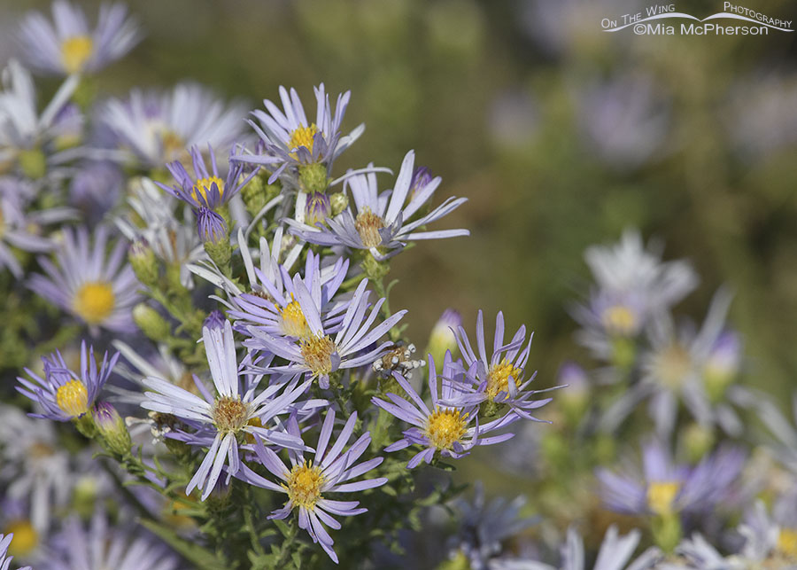 Blooming asters, Farmington Bay WMA, Davis County, Utah