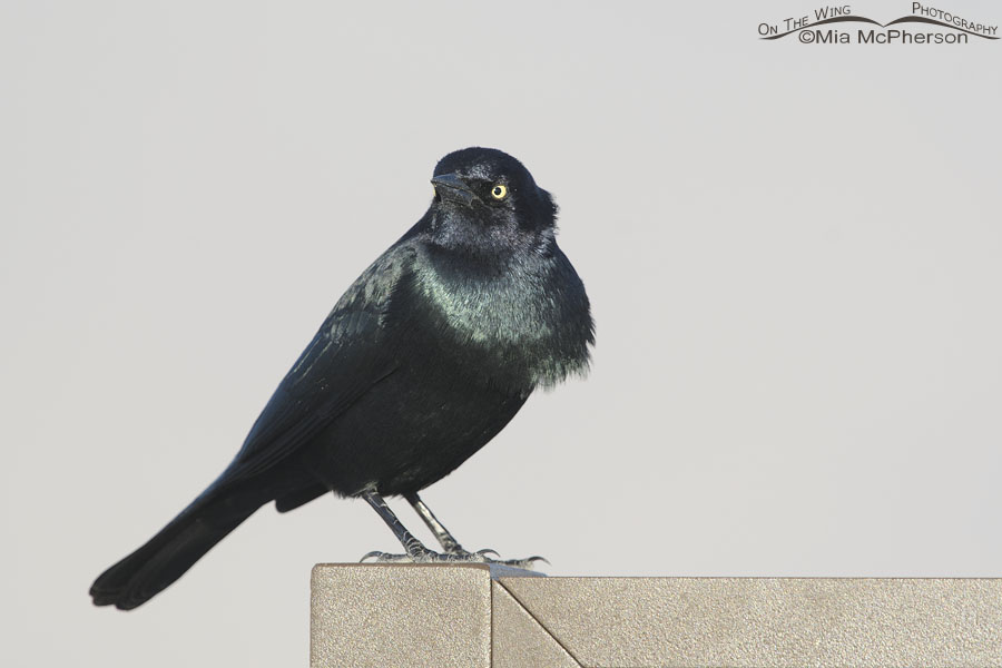 Brewer's Blackbird male on an interpretive sign, Bear River Migratory Bird Refuge, Box Elder County, Utah