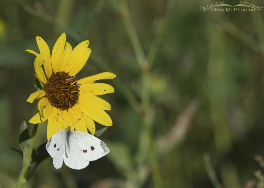 Cabbage White butterfly on a sunflower, Bear River Migratory Bird Refuge, Box Elder County, Utah