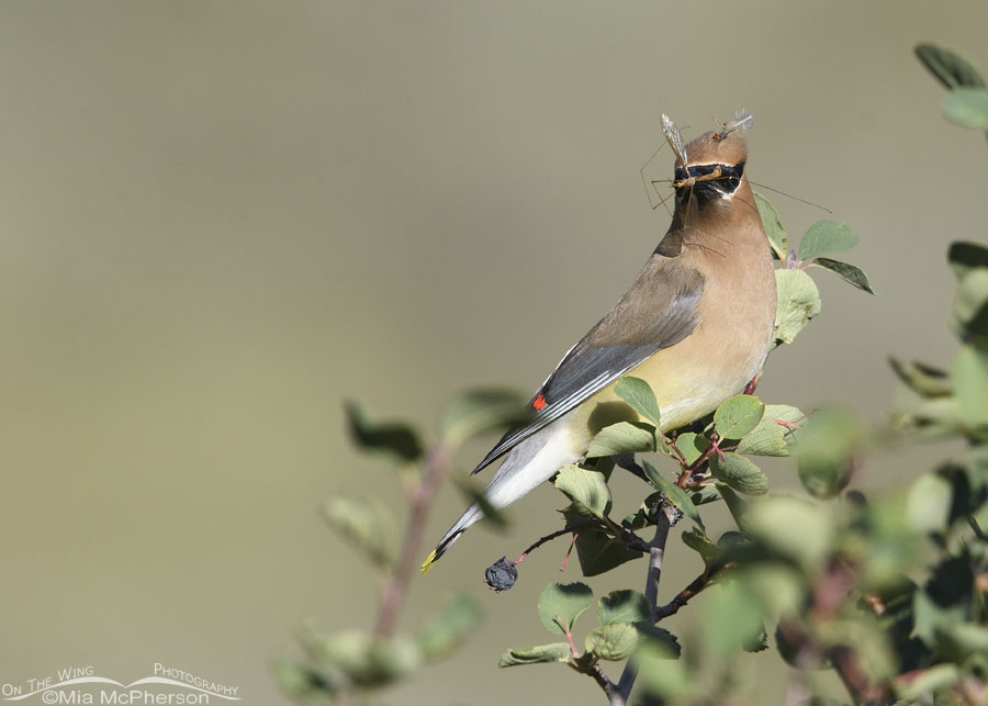 Adult Cedar Waxwing with a crane fly, Wasatch Mountains, Summit County, Utah