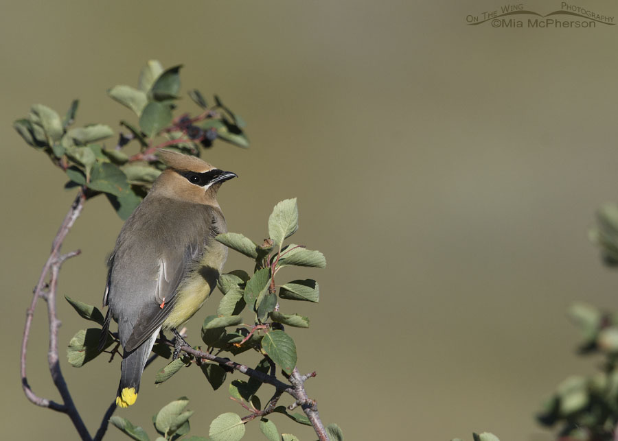 Late summer Cedar Waxwing adult, Wasatch Mountains, Summit County, Utah