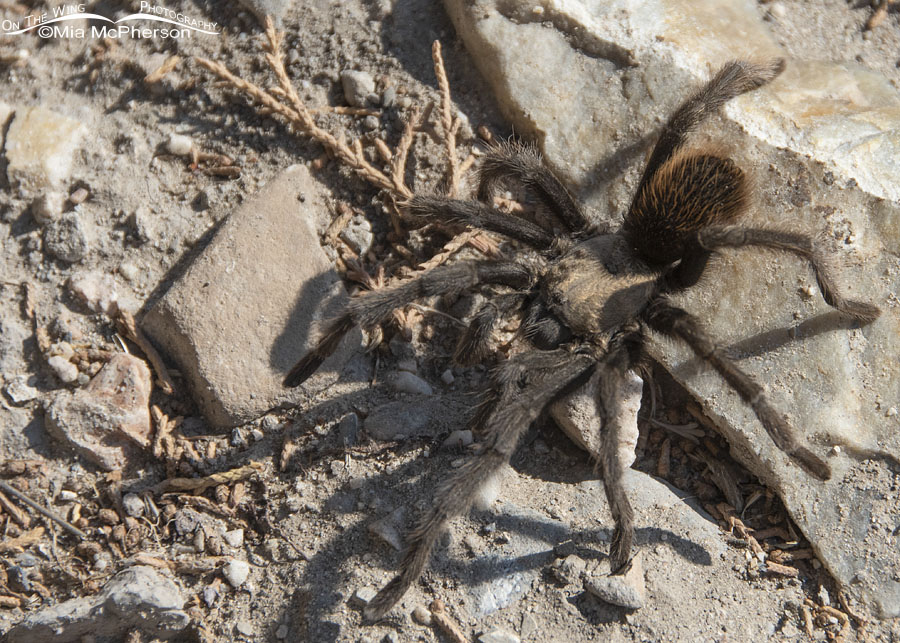 Male Desert Tarantula in Tooele County, Utah. West Desert