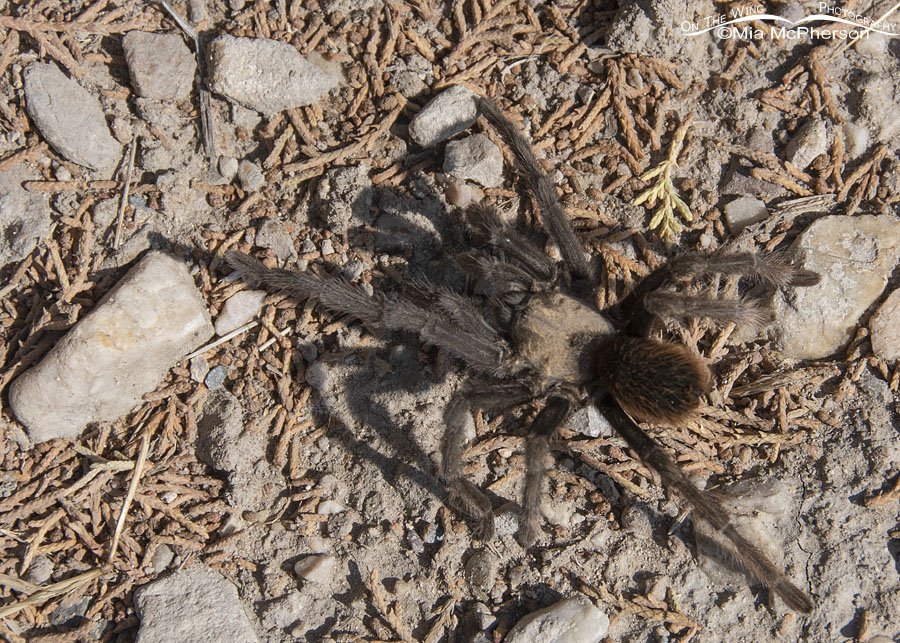Desert Tarantula male on the side of a dirt road, West Desert, Tooele County, Utah