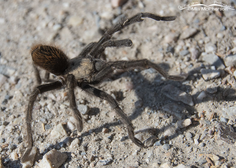 Male Desert Tarantula walking on a dirt road, West Desert, Tooele County, Utah