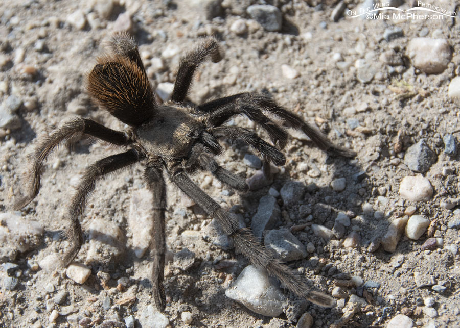 Male Desert Tarantula, West Desert, Tooele County, Utah