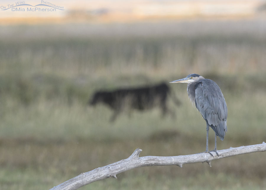 Great Blue Heron with a cow behind it, Bear River Migratory Bird Refuge, Box Elder County, Utah