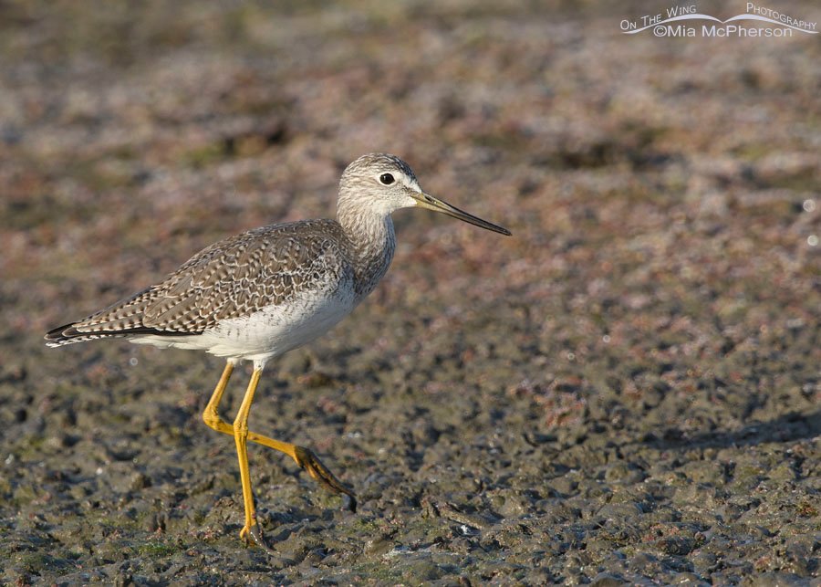 Greater Yellowlegs on a mudflat, Farmington Bay WMA, Davis County, Utah