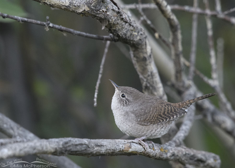 Low light House Wren, Wasatch Mountains, Summit County, Utah