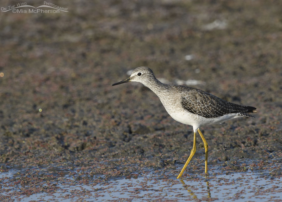 Lesser Yellowlegs on a mudflat, Farmington Bay WMA, Davis County, Utah