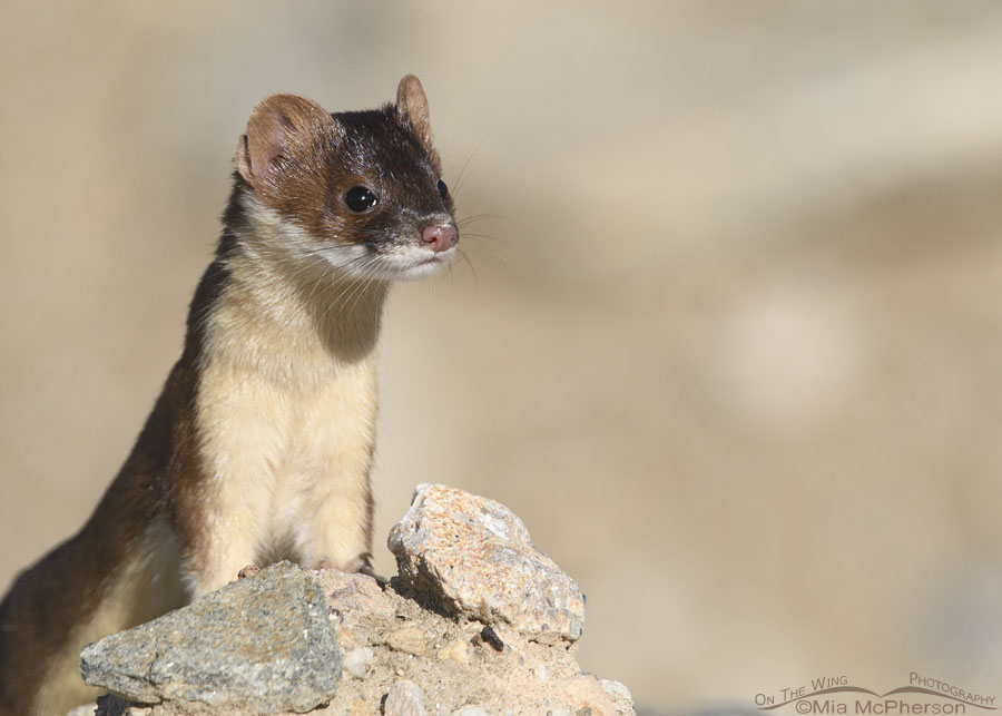 Long-tailed Weasel close up on a rock, Farmington Bay WMA, Davis County, Utah
