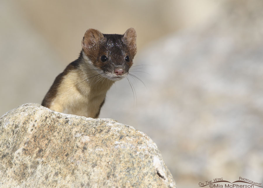 Curious Long-tailed Weasel on a rock, Farmington Bay WMA, Davis County, Utah