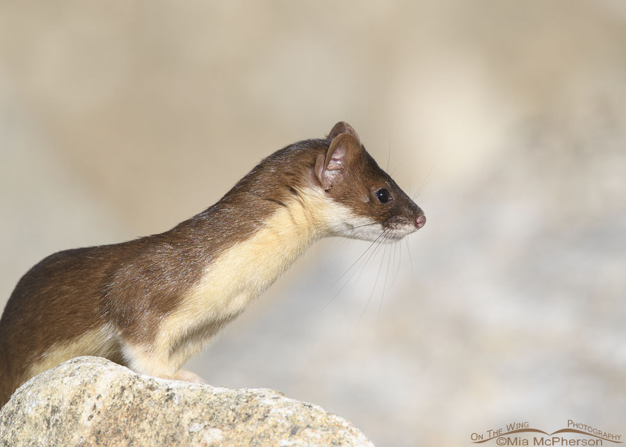 Focused Long-tailed Weasel, Farmington Bay WMA, Davis County, Utah