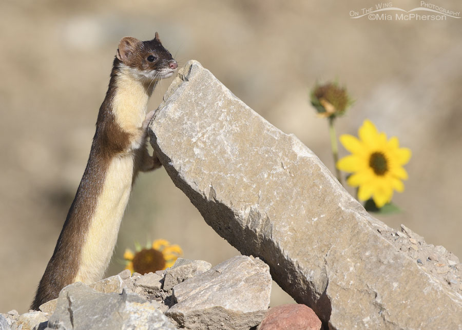 Long-tailed Weasel with a leaning rock, Farmington Bay WMA, Davis County, Utah