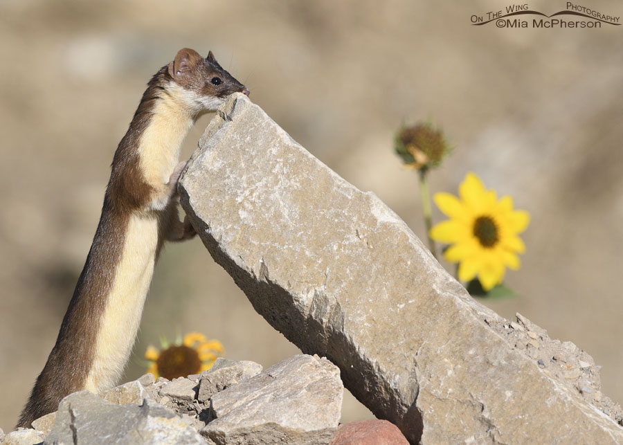 Long-tailed Weasel leaning on a leaning rock, Farmington Bay WMA, Davis County, Utah