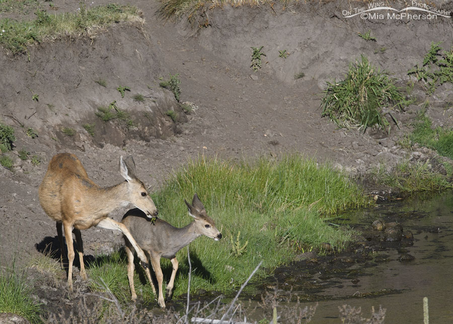 Mule Deer doe kicking her fawn, Wasatch Mountains, Summit County, Utah