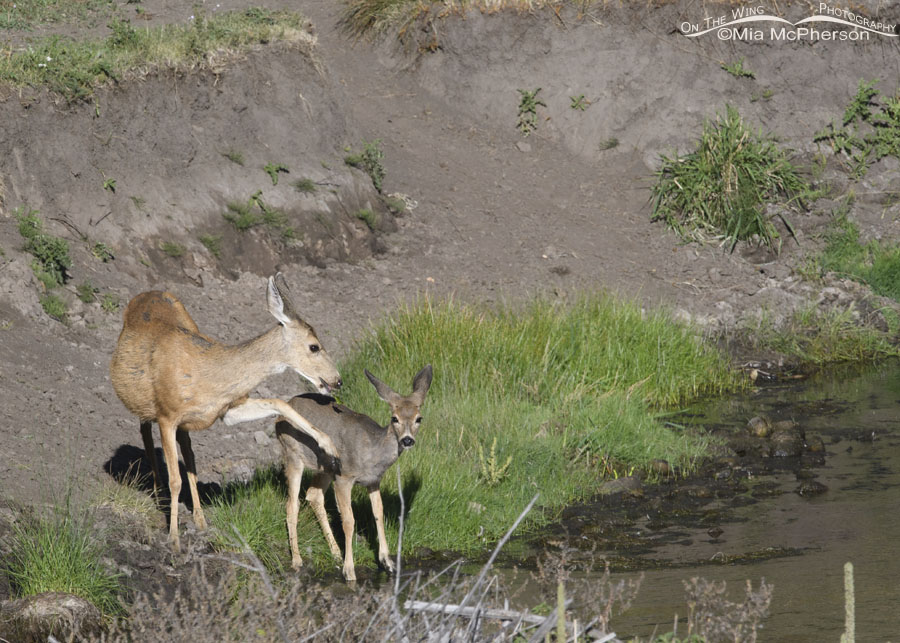 Doe Mule Deer kicking her fawn, Wasatch Mountains, Summit County, Utah