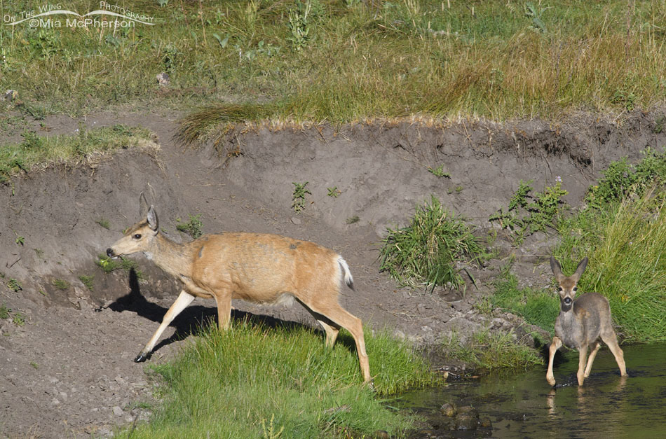 Mule Deer doe and fawn with a creek, Wasatch Mountains, Summit County, Utah