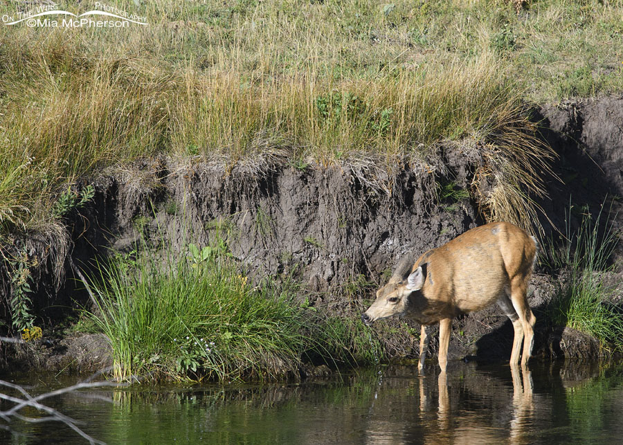Mule Deer doe drinking from a creek, Wasatch Mountains, Summit County, Utah