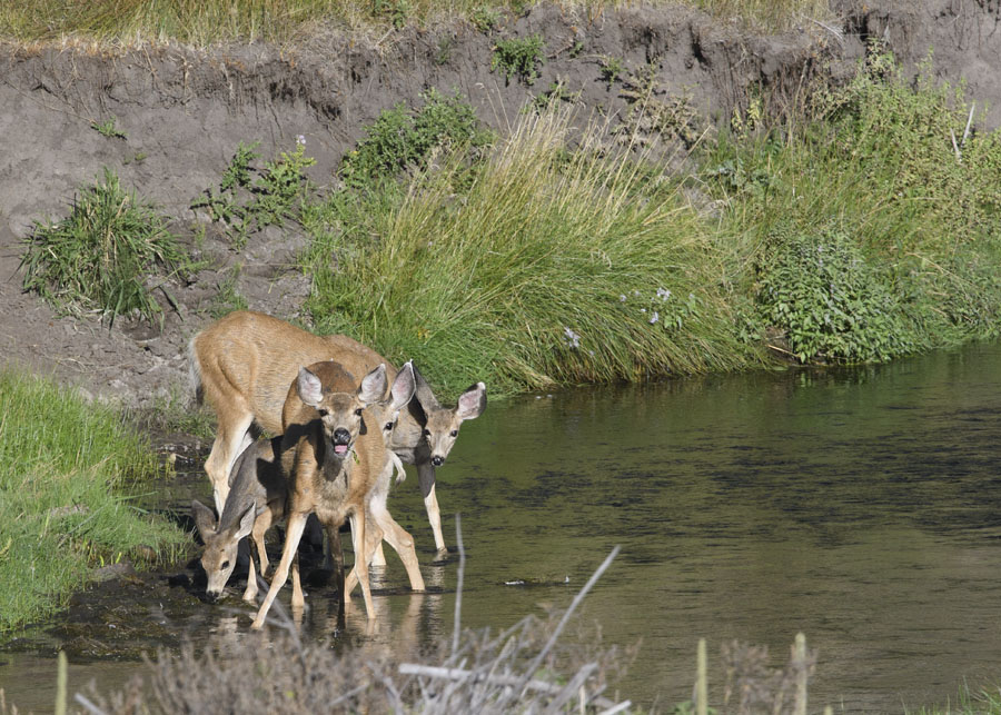 Tangled Mule Deer does and fawns, Wasatch Mountains, Summit County, Utah