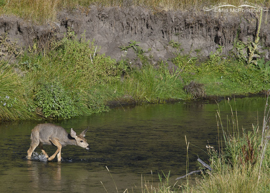 Mule Deer fawn crossing a creek, Wasatch Mountains, Summit County, Utah