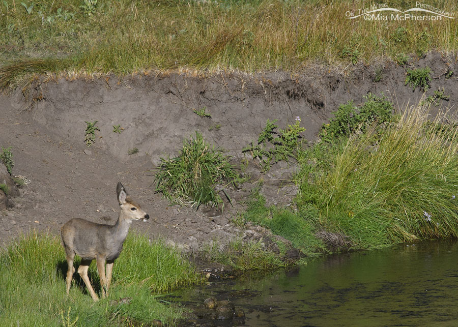 Mule Deer fawn on a grassy creek bank, Wasatch Mountains, Summit County, Utah