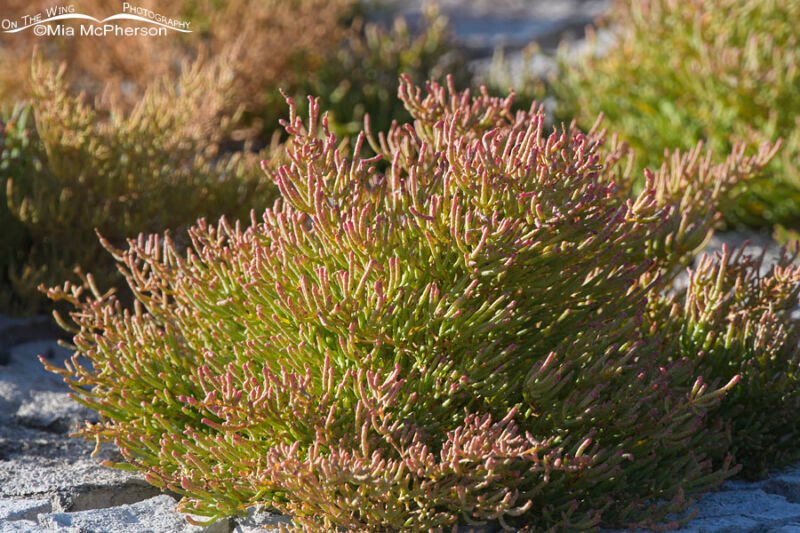 Pickleweed in morning light Mia McPherson's On The Wing Photography