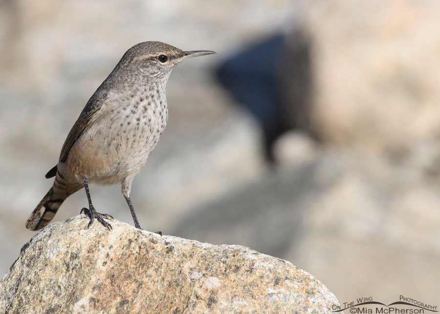 Rock Wren perched on a boulder, Farmington Bay WMA, Davis County, Utah