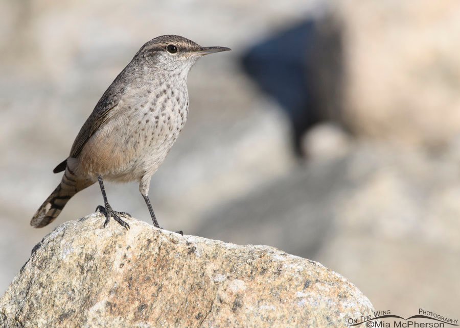 Rock Wren staring at me, Farmington Bay WMA, Davis County, Utah