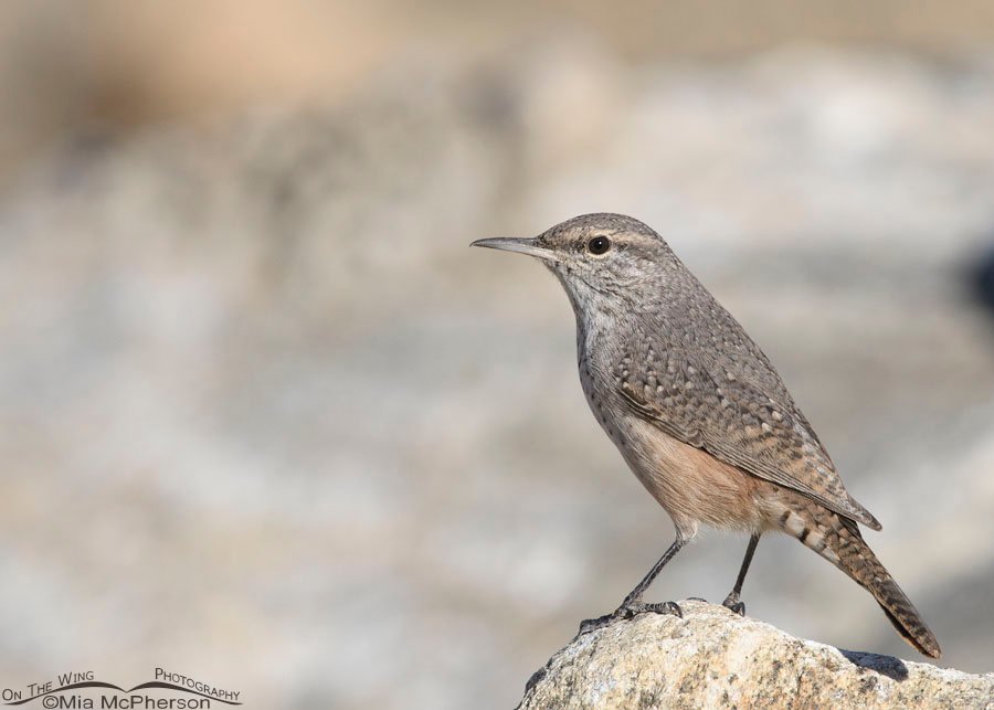 Rock Wren on the last day of summer, Farmington Bay WMA, Davis County, Utah