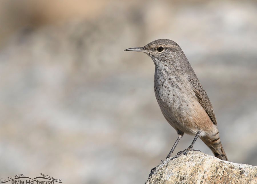 Migrating Rock Wren, Farmington Bay WMA, Davis County, Utah