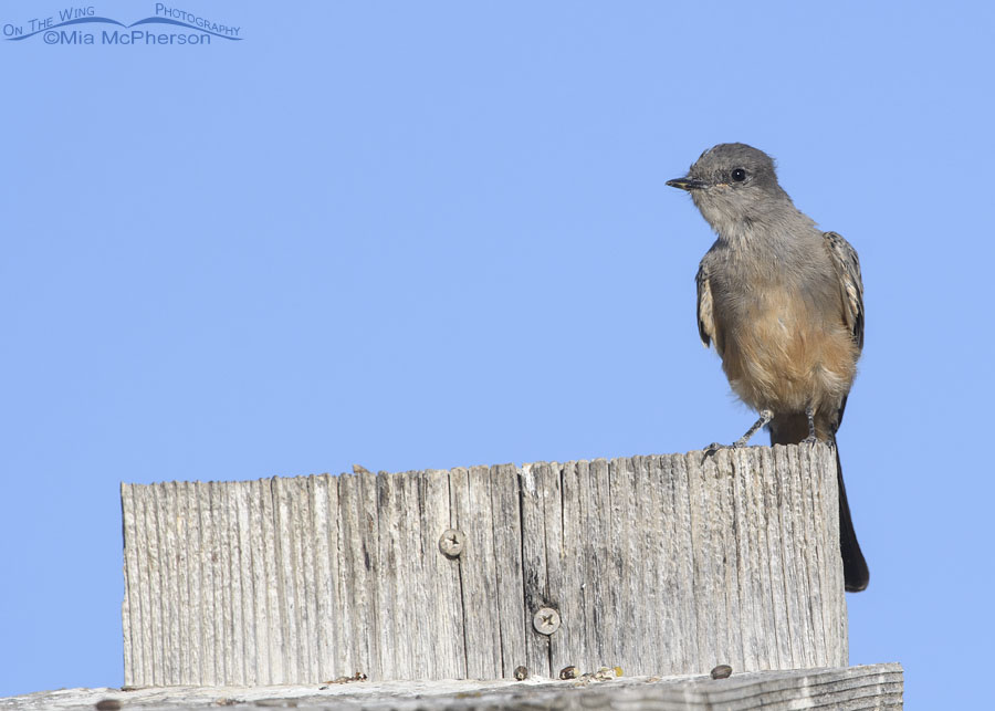 Say's Phoebe perched on a nest box, Farmington Bay WMA, Davis County, Utah