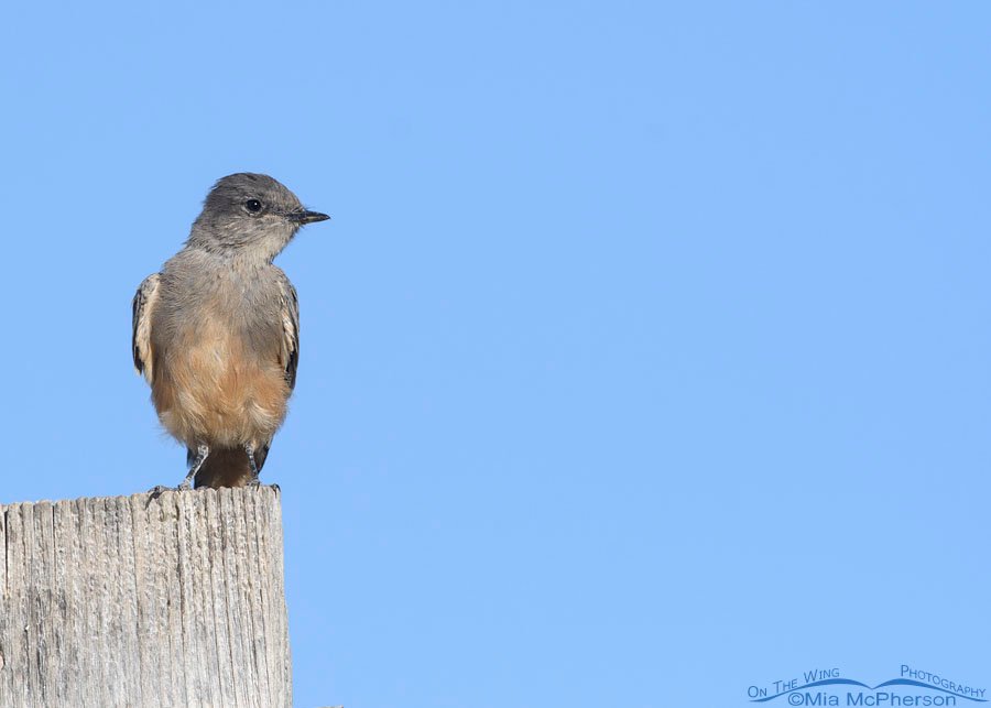 Autumn Say's Phoebe at Farmington Bay WMA, Davis County, Utah