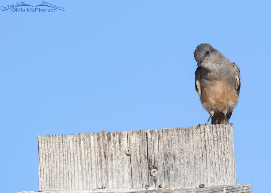 Inquisitive Say's Phoebe, Farmington Bay WMA, Davis County, Utah