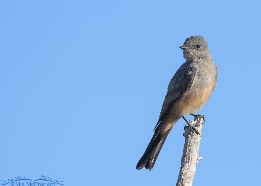 Say's Phoebe perched on a stick, Farmington Bay WMA, Davis County, Utah