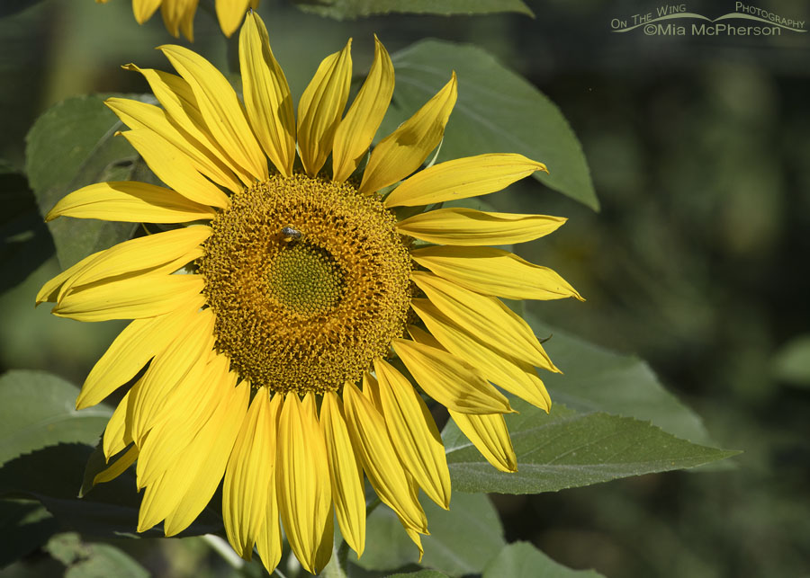 Sunflower and a bee, Farmington Bay WMA, Davis County, Utah