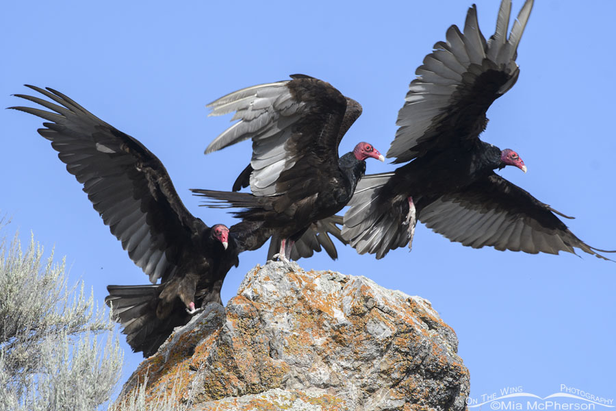 Three Turkey Vultures and a lichen covered rock, Box Elder County, Utah