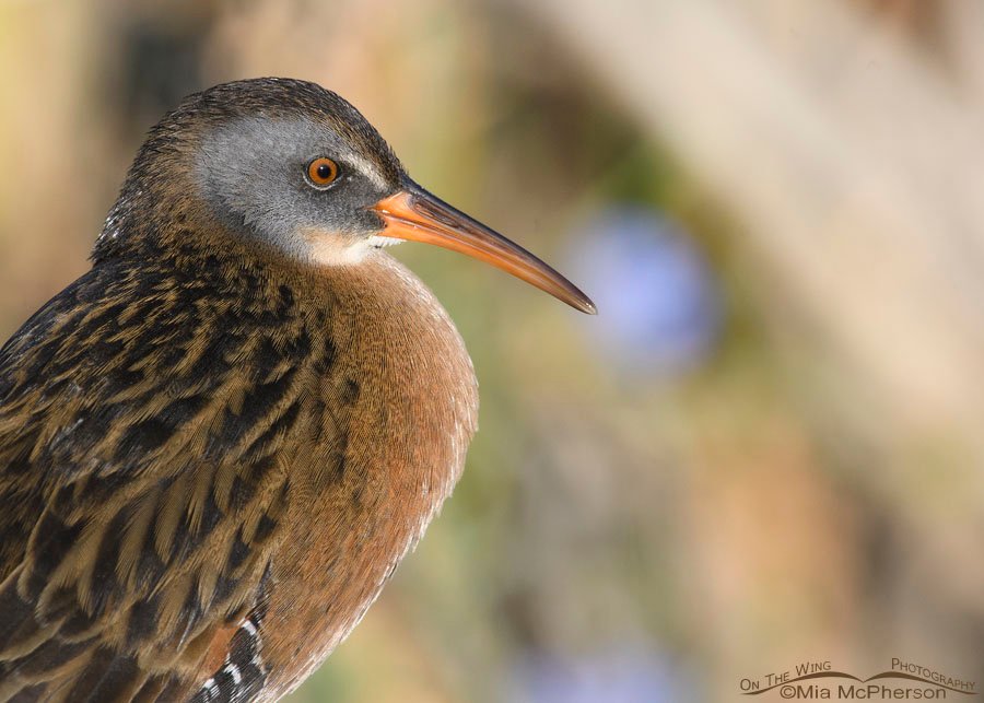 Adult Virginia Rail portrait, Farmington Bay WMA, Davis County, Utah