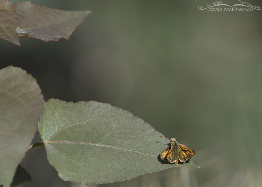 Roadside Woodland Skipper butterfly, Wasatch Mountains, Morgan County, Utah